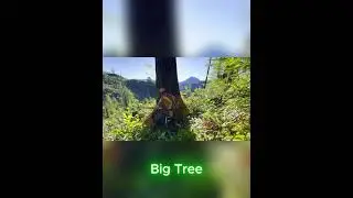 BIG TREE #loggerwade  #logsaw #logstolumber #logcutter #tree #wood #logging #logcutting #lumberjack