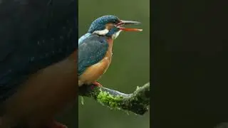 Kingfishers Are MASTER Anglers