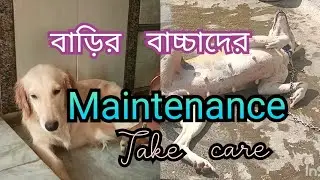 Skin Infection Or Skin Rash How I control Ayurvedically Home remedies  / Golden retriever Grooming