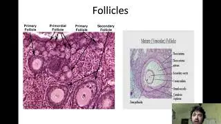 Lecture-Female Reproductive System for Intro A&P students at ACC