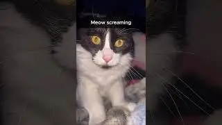 #Meow screaming @ChainsawCrawler_RLSH_hero#viral#memes#cats#shortsfeed#trending#funny#kitty#kiteen