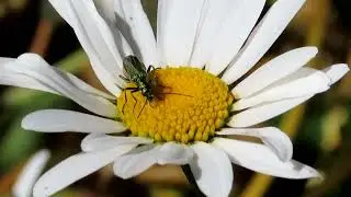 Swollen-thighed Beetle (Oedemera nobilis)
