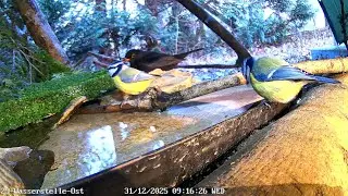 Blaumeisen, Kohlmeise und Amsel trinken früh an der Wasserstelle 😍 (31.12.2025) 