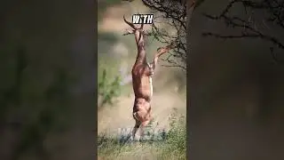 This Weird Looking Antelope Never Needs a Drink 🦌💧