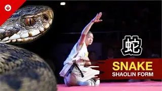 Shaolin SNAKE FIST Form by WARRIOR Monk | BEST KUNG FU