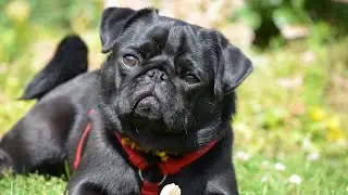 Enhancing Your Pug s Environment Through Environmental Enrichment