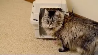 Vetcetera: August 22 is National Bring Your Cat to the Vet Day