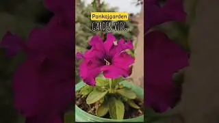 Different types of flowers blooming #flowers #pankajgarden #shorts