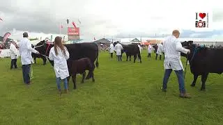 Aberdeen Angus Judging 10.00am Balmoral Show on Wednesday 10th May &lsquo;23