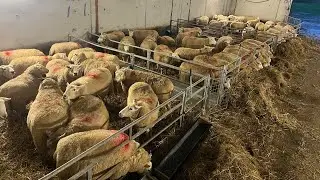 It’s that time of the year again- lambing 2026 begins