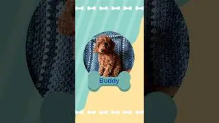 Welcome to the family, Buddy! 💙