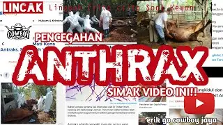 ⛔ CEGAH ANTRAKS ‼️ Tips terhindar dari antraks / sapi gila saat membeli sapi.⛔