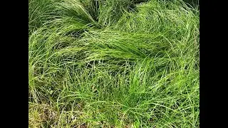 Garden Answer: Carex Pensylvanica &ndash; Pennsylvania Sedge