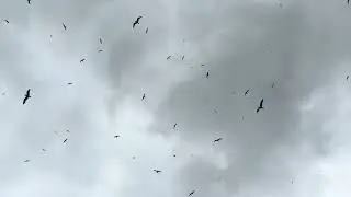 Gulls public nuisance 25 June 2025 1431