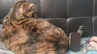 Fluffy Bliss: Watch This Cat Enjoy the Ultimate Brush Session!