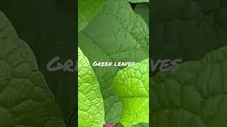 Green leaves || Please subscribe and like || Greenery