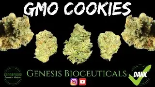 GMO Cookies Strain Review - Genesis Bioceuticals - Cannapedia