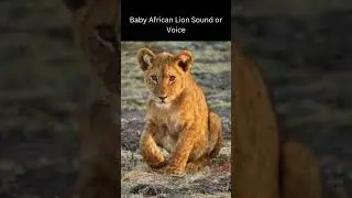 Real Baby African Lion Sound or Voice, 2023 | #lion #sound #real #viral #2023