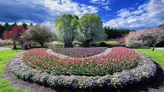 Amazing Sydney - Tulip Top Gardens 顶级郁金香花园