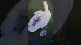 Super Cute Swan Cygnets Swimming With Mom On The River