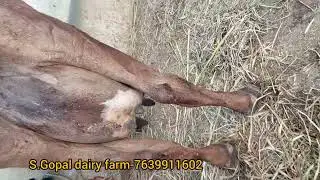 HF and JERSEY cow for sales in Tamilnadu, kerala S.Gopal dairy farm pH & whatsapp 7639911602