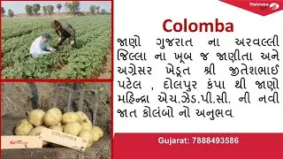 કોલમ્બા -બટાકાના ખેડૂતો માટે વરદાન - ખેડૂત પ્રશંસાપત્ર #seedpotatoes #colomba #gujarat #newvariety