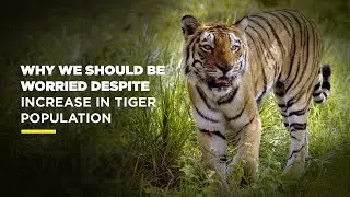 Indiatimes - Why We Should Be Worried Despite Increase In Tiger Population