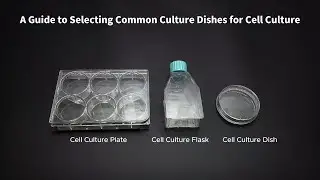 A Guide to Selecting Common Culture Dishes for Cell Culture