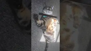 Cat Taking A Nap 💤 #cats
