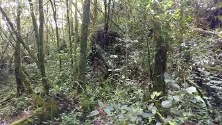 Pine tree trail