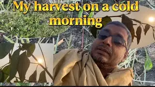 My harvest on a cold morning. শীতের সকালে আৃার ফসল।