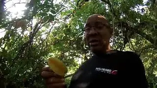 La Carambole/ Un Fruit très dangereux mais aussi très...