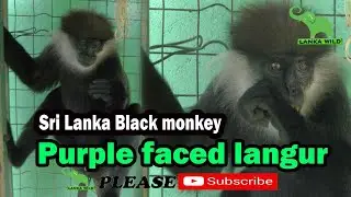Sri Lanka Black monkey  (Purple faced langur) / Lanka Wild