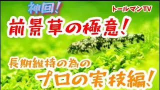 神回！前景草の極意part 2 長期維持についてとプロの実技編！トールマンTV！
