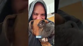 Думаете завести собаку породы боксер? Приготовьтесь к тому, что вас будут ЛЮБИТЬ! 🥰 #собакибоксер...