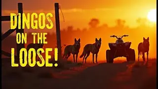Jack and the Dingo Pup 🐕 | An Outback Adventure | Kids Video Books |