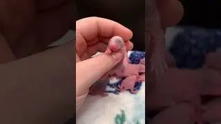 #rat #pets #petbreeder #ratbreeding #ratbreeder #rodents #babyrats #petsarerats