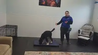 Poppy the Bernedoodle | Board & Train Week 1 Recap | Attention, Basics & Place | Best Paw Forward