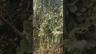 Fruiting in Bouhinia variegeta/ कचनार की फलियां