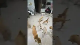 please save street dogs 🐕 🙏 #shots #shorts #shortsfeed #dog #cute #doglover