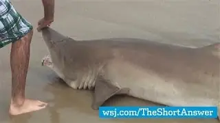 Summer of the Shark, the Sequel?