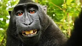 Wikimedia says taking a selfie is monkey business