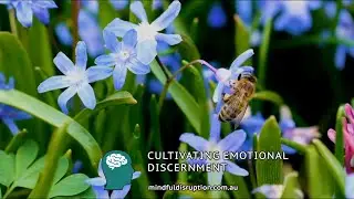 CULTIVATING EMOTIONAL DISCERNMENT - GUIDED MEDITATION