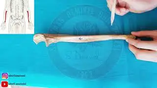 Ulna