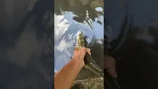 White sucker
