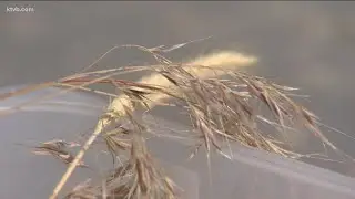 Boise outdoors: invasive cheatgrass dangers to dogs