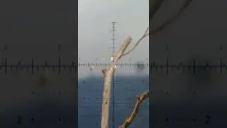 Pruning the tree #shorts #video #sniper