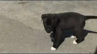 A Dogs Afternoon - filmed on Sony HVR-Z1U - Taquwami - Teni Ireru