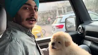 CHOWCHOW DELIVERY VLOG || 3 NOVEMBER 2025 || PETS EMPORIUM AMRITSAR #chowchow #puppy #vlog #ytshorts