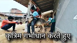 Cow Artificial Insemination (AI) Process | Veterinary Field Work 🐄
